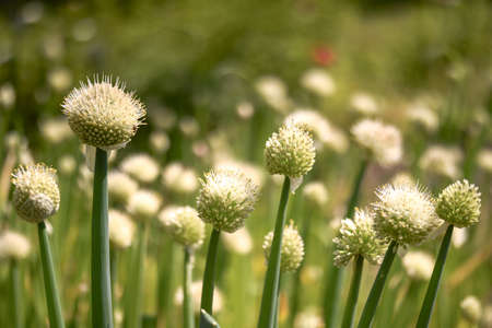 A plantation of green onions in close-up in white round inflorescences in sunlight. background. selective focus.の写真素材