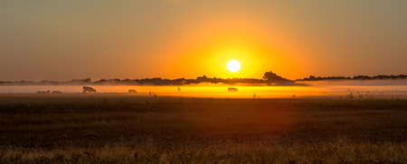 Beautiful golden sunrise at an early hour in the valley with a herd of cows grazing against the background of trees and ancient architecture. background. panoramic view.の写真素材