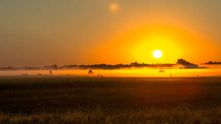 Beautiful golden sunrise at an early hour in the valley with a grazing herd of cows, a shepherd and a dog against the background of trees and ancient architecture. background. panoramic view.の写真素材