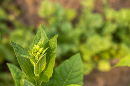The top of a tobacco bush with young green leaves and buds in close-up against the background of a blurred garden. background.の写真素材