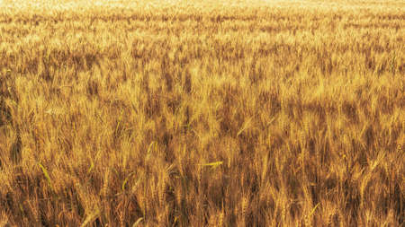 Ears of wheat on the field in the sunlight of a summer morning. textured background.の写真素材