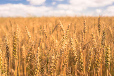 Wheat ears close-up on the background of a yellow field and a blue sky with clouds. background.の写真素材