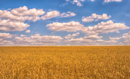 Yellow wheat field and blue sky with beautiful clouds. background.の写真素材