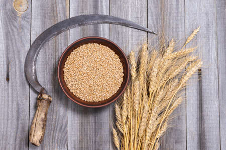 Wheat ears and wheat grains in a clay bowl with an old sickle on a wooden rustic background. Backgroundの写真素材