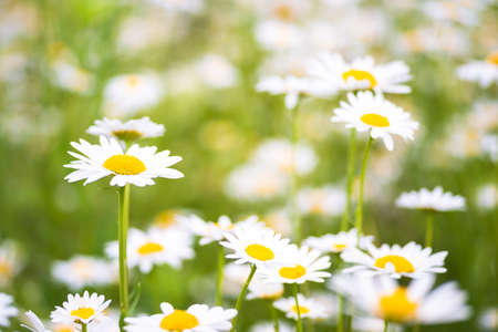 White daisies close-up on the background of a blooming meadow. Floral background.の写真素材
