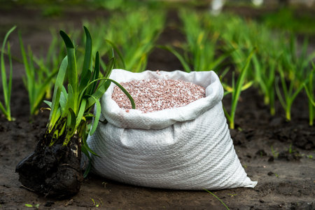 A white bag with fertilizers in close-up with green onion seedlings on the background of a garden bed. Background. The concept of fertilizing plants for the future harvestの写真素材