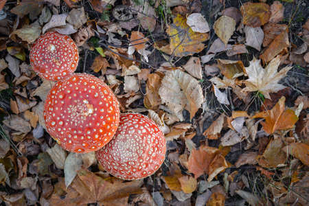 A family of red fly agarics in autumn on yellowed fallen leaves. Top view. Background. Selective...