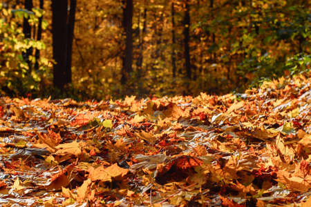 Red and yellow fallen leaves on the path in the park on a sunny autumn day against the background of...