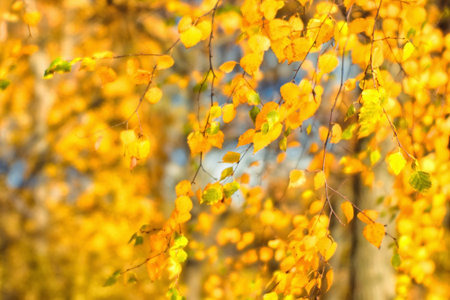 Blurring. Birch branches in yellow foliage in the sunlight. Background. Selective focus in the haze...