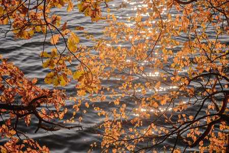 Oak and birch branches with purple foliage in the light haze of the soft lens on the background of lake water in the sun glare. Backgroundの写真素材