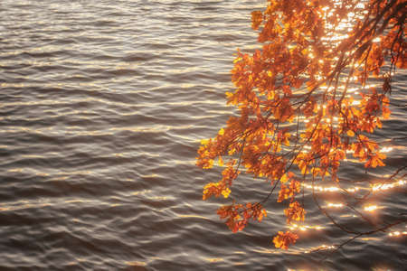Blurred. Oak branch with crimson foliage in a light haze soft lens on the background of lake water in the sun glare. Backgroundの写真素材