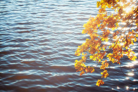 Blurred. An oak branch with yellow foliage in the light haze of a soft lens on the background of blue lake water in the sun glare. Backgroundの写真素材