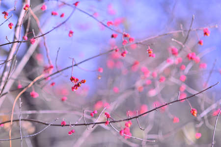 Birch bark branches with red petals and orange grains against a background of blurred forest and...