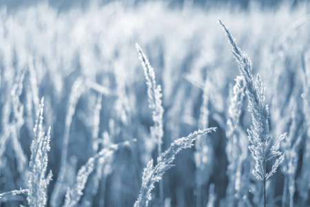 Fluffy panicles of ears close-up in a crystalline frost frost close-up in the morning sunrise. Background. Selective focusの写真素材