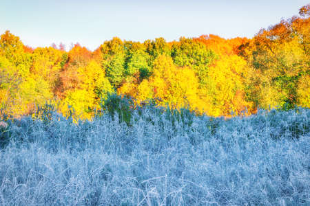 Autumn landscape with plants in white frost on the background of a colorful autumn forest in warm colors. Backgroundの写真素材