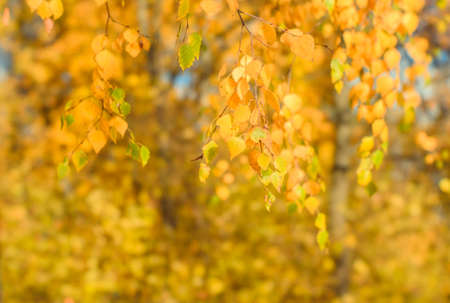 Blurring. Hanging birch branches in yellow foliage in the sunlight. Background. Selective focus in the haze of a soft lensの写真素材