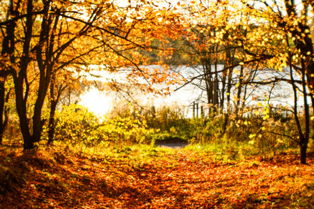 Blurred autumn landscape backlit with trees, fallen yellow leaves and the soft light. Photography soft lensの写真素材