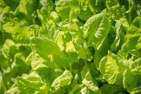 Green lettuce leaves close-up in sunlight on a garden bed. Background. Selective focusの写真素材