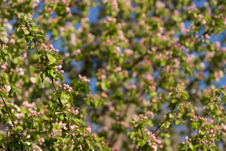 Apple tree branches in pink flower buds in the morning light of the sun against the background of a blurry blooming spring garden and blue sky.の写真素材