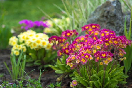 Bushes of burgundy and yellow primrose flowers in close-up on a flowerbed decorated with stones. Backgroundの写真素材