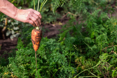 Freshly dug carrots in close-up with green tops in the farmers hand on the background of a garden bed on a sunny day. Backgroundの写真素材