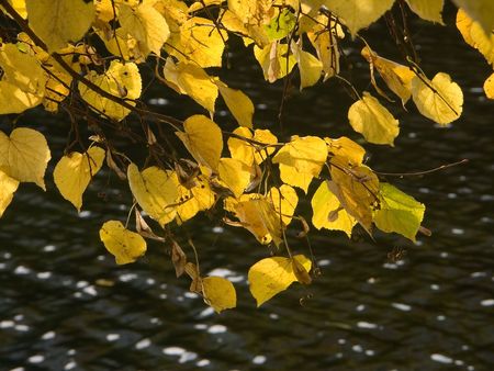 autumn tree on pond bankの写真素材