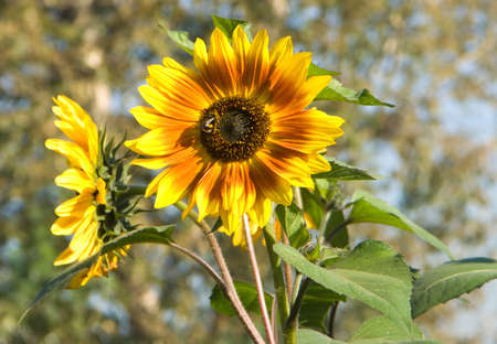 Sunflowersの写真素材
