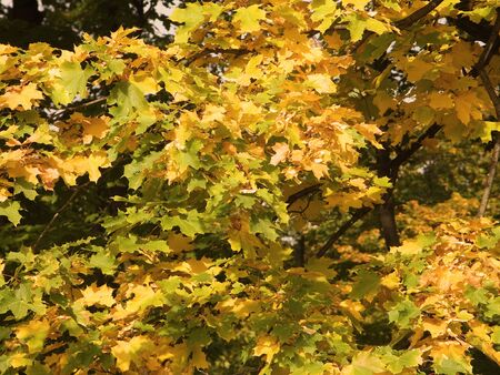 Autumn treeの写真素材