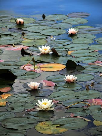 Water-lilies on lake Bled, Sloveniaの写真素材