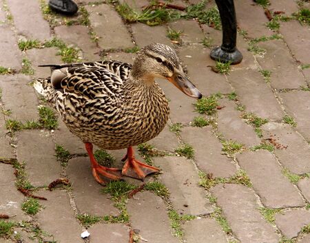 Duck on streetの写真素材