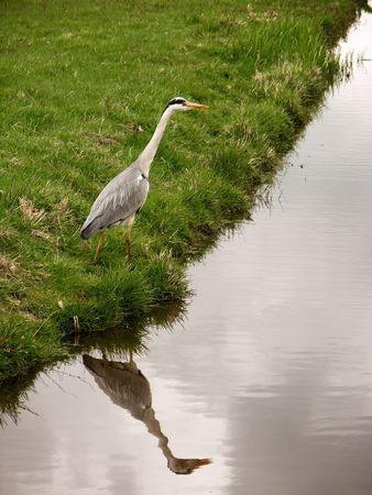 Bird #1の写真素材