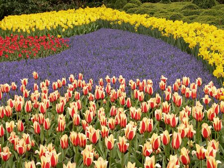 Tulip field #5の写真素材