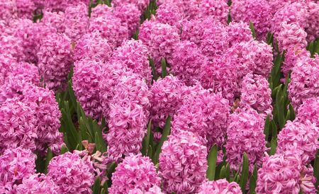 Pink Hyacinthの写真素材