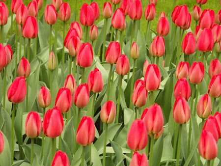 Tulip fieldの写真素材