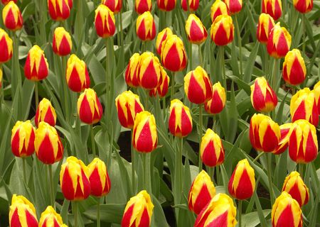 Tulip fieldの写真素材