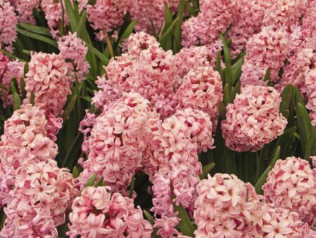 Pink Hyacinth fieldの写真素材