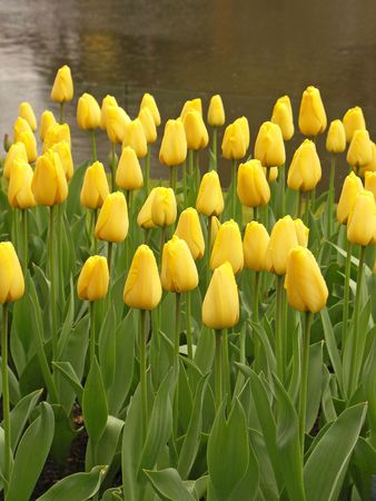 Tulip fieldの写真素材