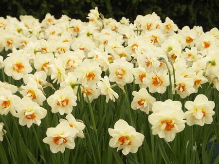 narcissus fieldの写真素材
