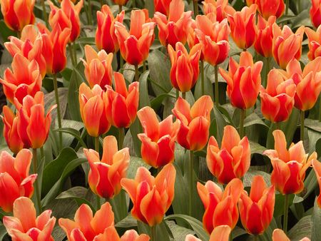 Tulip fieldの写真素材