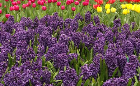 Hyacinth fieldの写真素材