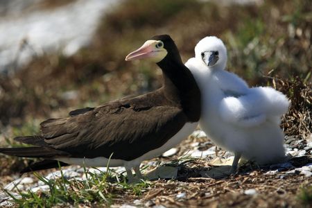 brown booby Sula leucogaster is a large seabird of the gannet  of the Abrolhos island bahia state brazilの写真素材