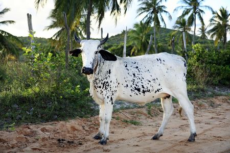 cows rice plantation field in bahia state brazilの写真素材