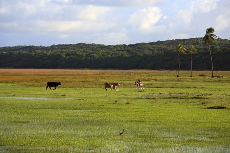 cows rice plantation field in bahia state brazilの写真素材