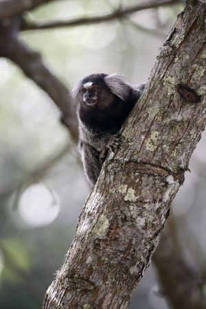mico sagui Black-tufted Marmoset Callithrix penicillata, also known as the Black-pencilled Marmoset in ilha grande brazilの写真素材