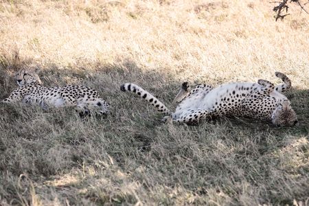   Cheetah n the  Masai Marra reserve in Kenya Africaの写真素材