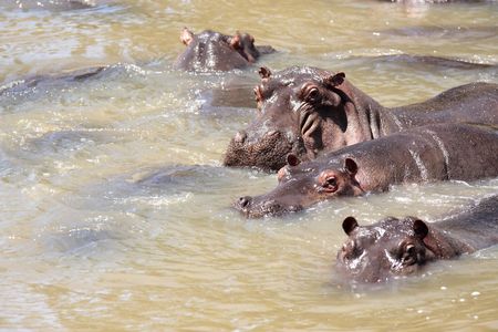 Hippopotamus in the masai mara reserve in kenya africaの写真素材
