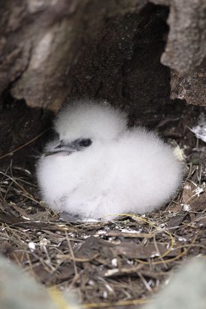 Juvenile White tailed Tropicbird mascott of the seychelles island in curieuse or curious island