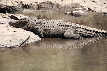 ワニの写真素材 イラスト素材 ストックフォトのamanaimages Plus