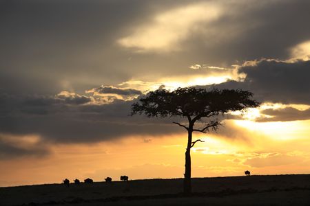 in the beautiful plains of the masai reserve in kenya africaの写真素材