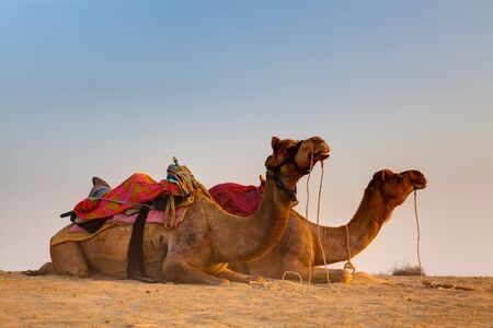 camel sitting khuri dunes in thar desert near jaisalmer in rajasthan state in indiの写真素材